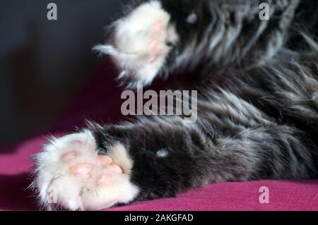 Close Up of a fluffy cat’s white and pink paws Stock Photo