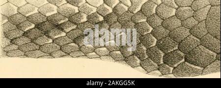 Catalogue of the snakes in the British Museum (Natural History) .. . X^ ^ ? • ??.. &lt;s ^-^ y:::^ Y. Stock Photo