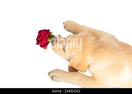 Funny dog with flower in its paws. Labrador puppy isolated on white. Flower rose red. Stock Photo