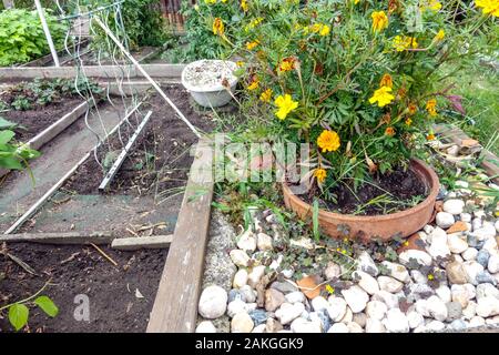 Plants in a flower pot embedded in the ground, allotment garden marigold terracotta plant pot Stock Photo