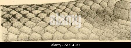 Catalogue of the snakes in the British Museum (Natural History) .. . Stock Photo