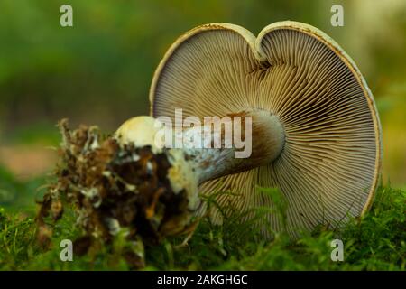 France, Somme (80), Crécy Forest, Crécy-en-Ponthieu, Cortinarius amoenolens Stock Photo