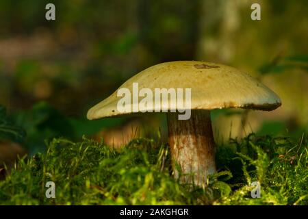 France, Somme (80), Crécy Forest, Crécy-en-Ponthieu, Cortinarius amoenolens Stock Photo