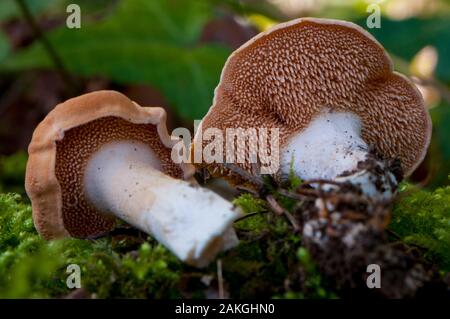 France, Somme (80), Crécy Forest, Crécy-en-Ponthieu, Hydnum rufescens Stock Photo