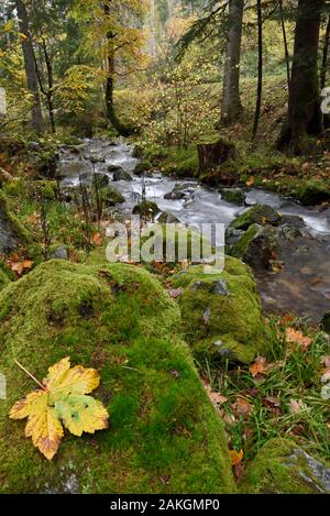 France, Vosges, Ban sur Meurthe Clefcy, Defile de Straiture, forest, La Petite Meurthe river, autumn Stock Photo