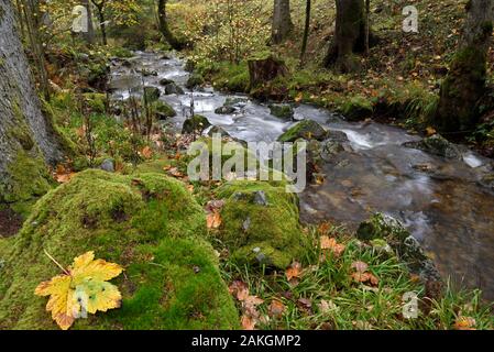 France, Vosges, Ban sur Meurthe Clefcy, Defile de Straiture, forest, La Petite Meurthe river, autumn Stock Photo