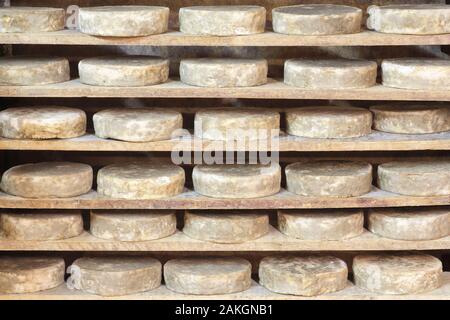 France, Oise, Gremevillers, GAEC de la Chapelle Saint-Jean, cellar for maturing tommes made from picard raw milk Stock Photo