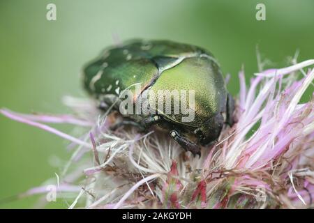 Protaetia cuprea, known as the copper chafer, feeding on field thistle in Finland Stock Photo