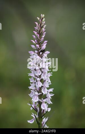 Dactylorhiza maculata, known as the heath spotted-orchid or moorland spotted orchid, growing wild in Finland Stock Photo