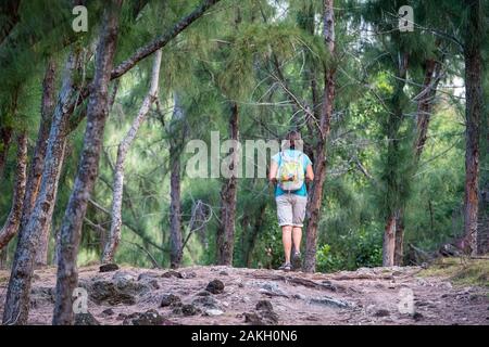 Mauritius, Rodrigues island, hike from Pointe Coton to Mourouk through a casuarinas forest Stock Photo