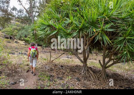 Mauritius, Rodrigues island, hike from Pointe Coton to Mourouk through Pandanus forest Stock Photo