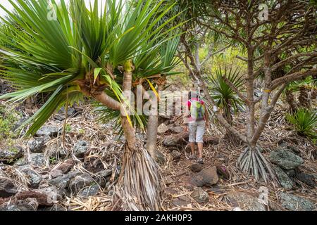 Mauritius, Rodrigues island, hike from Pointe Coton to Mourouk through Pandanus forest Stock Photo