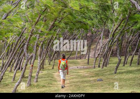 Mauritius, Rodrigues island, hike from Pointe Coton to Mourouk through a casuarinas forest Stock Photo