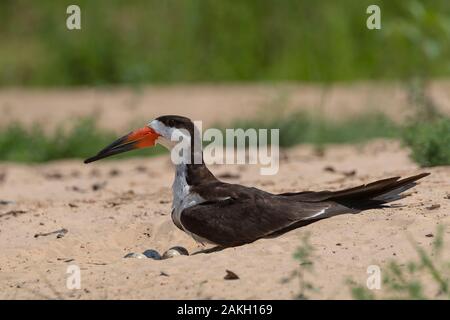 Brazil, Mato Grosso, Pantanal area, Black Skimmer (Rynchops niger), at the nest Stock Photo