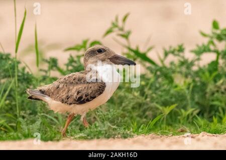 Brazil, Mato Grosso, Pantanal area, Black Skimmer (Rynchops niger), young Stock Photo