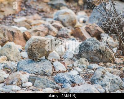 Namibia, Hardap province, Naukluft Mountain Zebra Park, Rock Hyrax Stock Photo
