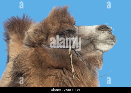 China, Inner Mongolia, Hebei Province, Zhangjiakou, Bashang Grassland, Bactrian camel (Camelus bactrianus) Stock Photo