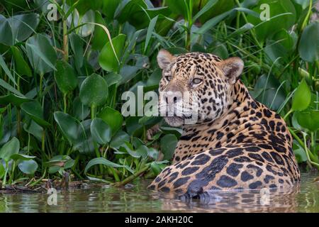 Brazil, Mato Grosso, Pantanal area, jaguar (Panthera onca) Stock Photo