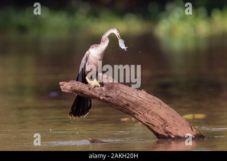 South America, Brazil, Mato Grosso, Pantanal area, Anhinga or Snakebird (Anhinga anhinga), with a fish Stock Photo