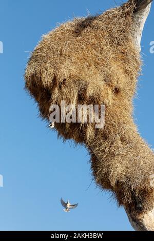 Namibia, Oshikoto province, Etosha National Park, Sociable weaver nest (Philetairus socius) Stock Photo