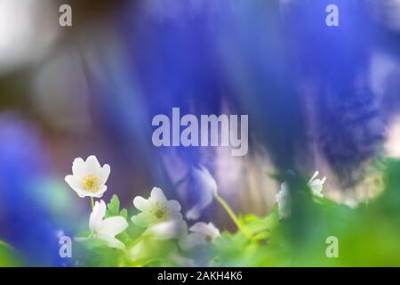 Wood anemones, Anemone nemorosa, spring flowers in the garden. Stock Photo