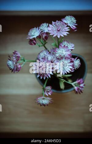 Astrantia Major - Great masterwort flower indoors at home with nordic light and retro nostalgic analog film look. Stock Photo