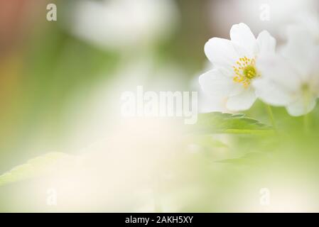 Wood anemones, Anemone nemorosa, white spring flowers in the forest. Stock Photo