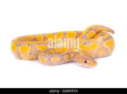 ball python in front of white background Stock Photo