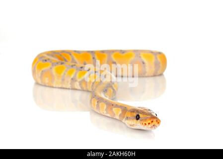 ball python in front of white background Stock Photo
