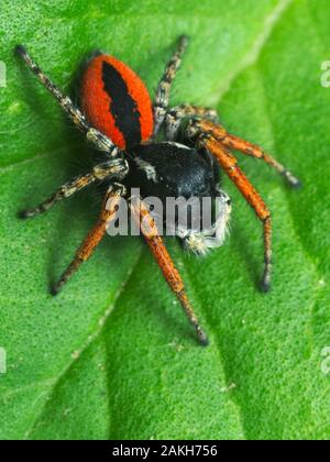 Colorful jumper spider (male of Philaeus chrysops) found in an Italian house during summer Stock Photo