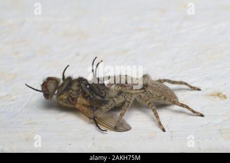 Gray jumping spider eating a fly on a house wall in Italy. Stock Photo