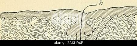 An American text-book of genito-urinary diseases, syphilis and diseases of the skin . eskin, and the edge of the lips are the only portions of the bodyentirely free from hair. The skin is usually described as consisting of three layers—an outer layer,the epidermis, composed of epithelial cells and scales; a middle layer, thecorium, made up of anastomosing fibrous and elastic tissue; and a lowerlayer, the subcutaneous tissue, which has no sharp boundary from the corium,and contains adipose tissue and fat-globules. Properly speaking, the skin ismade up of but two layers, epidermis and corium, th Stock Photo