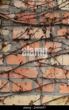 The background and texture of the brick wall, faded in the sun with the creeping vines. Light colored brick surface with dry creeping sprigs of grapes Stock Photo