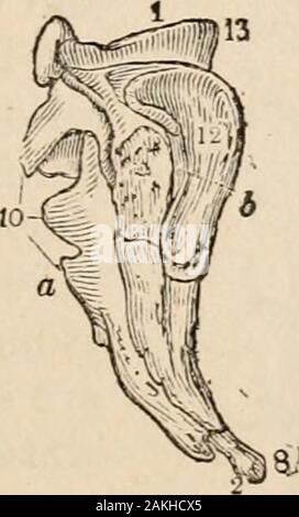 Outlines of comparative physiology touching the structure and development of the races of animals, living and extinct : for the use of schools and colleges . 13. Stock Photo