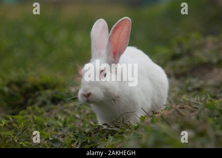 indian white color rabbit looking for food Stock Photo