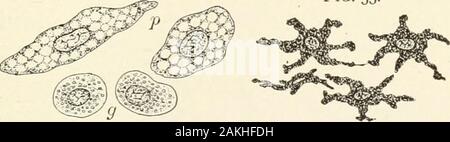 Textbook of normal histology: including an account of the development of the tissues and of the organs . npresent, which, fromtheir ability to changetheir position as well as form, are termed the wandering cells. These consist of small,nucleated masses of active protoplasm, characteristic of the lymph orcolorless blood-cells with which they are identical, usually beingreally leucocytes which have passed out of the vessels into thesurrounding tissues, through which they wander as transientguests. The protoplasm of the fixed cells sometimes exhibits accumula-tions of dark particles, the elements Stock Photo