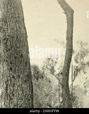 Comprehensive catalogue of Queensland plants, both indigenous and naturalisedTo which are added, where known, the aboriginal and other vernacular names; with numerous illustrations, and copious notes on the properties, features, &c., of the plants . Stock Photo
