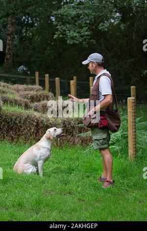 Gun dog trainer with Labrador training working dog Stock Photo