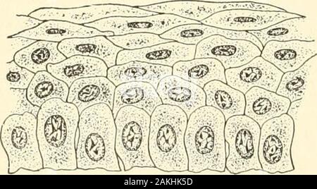 Textbook of normal histology: including an account of the development of the tissues and of the organs . Squamous epithelium from frogsskin, viewed from the free surface.. Stock Photo