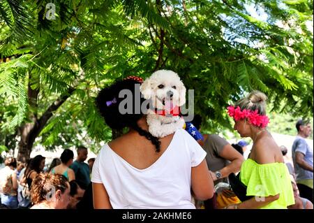 South America, Brazil – February 23, 2019: Wearing costumes the dogs braved the extreme heat to join the pet Carnival party held in Rio de Janeiro. Stock Photo