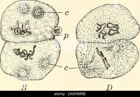 Textbook of normal histology: including an account of the development of the tissues and of the organs . As closely connected with the division of the ovum, and probably,also, with that of many other cells, the behavior of the minute intra-nuclear bodies — the centrosomata (Boveri), or pole-corpuscles(v. Beneden), and their surrounding attraction-spheres — hasattracted the attention of recent investigators. The centrosome 20 NORMAL HISTOLOGY. during the resting stage is single, but its multiplication early takesplace in the dividing nucleus and anticipates the establishment of thepoles of the Stock Photo