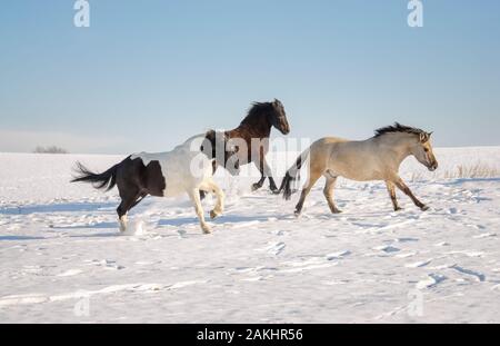 Group of three horses, different coat colors, running together at a gallop across a snow covered meadow on a cold sunny winter day Stock Photo