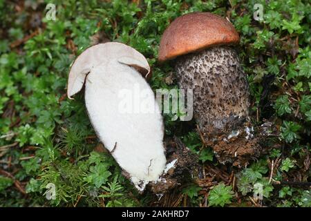 Leccinum versipelle, known orange birch bolete, edible mushrooms from Finland Stock Photo
