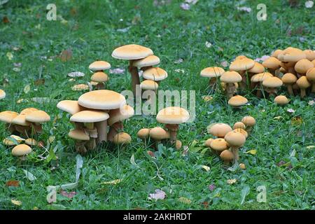 Phaeolepiota aurea, known as golden bootleg or golden cap, wild poisonous mushroom from Finland Stock Photo