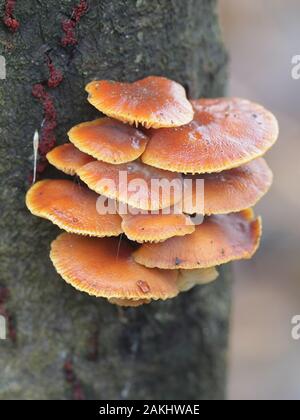 Flammulina velutipes, known as enokitake, futu, seafood mushrooms, winter mushrooms or winter fungus, velvet foot, or velvet shank Stock Photo