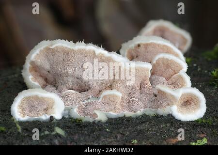 Gloeoporus dichrous, known as  Gelatinous-pored Polypore or Bicoloured Bracket, wild bracket fungus from Finland Stock Photo