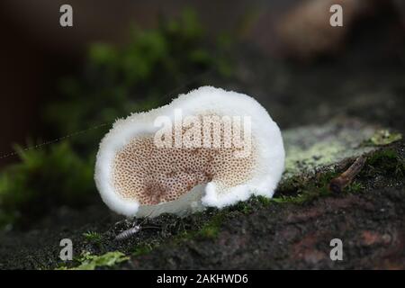 Gloeoporus dichrous, known as  Gelatinous-pored Polypore or Bicoloured Bracket, wild fungus from Finland Stock Photo