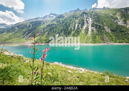 Reservoir lake 'Zillergrundl' in the mountains of Tirol, Austria. Bright colored flowers in the foreground. Stock Photo