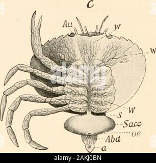 The evolution theory . Abd Fig. 112 (repeated). Development of the parasitic Crustacean Sacculinacarcini, after Delage. A, Nauplius stage. Au, eye, I, II, III, the three pairsof appendages. B, Cypris stage. VI-J^I, the swimming appendages. C, matureanimal {Sacc), attached to its host, the shore-crab {Carcinus mcenas), with afeltwork of fine root-processes enveloping the crabs viscera. S, stalk. Sacc, bodyof the parasite, oe, aperture of the brood-cavity. AM, abdomen of the crabwith the anus (a). that when we inquire into the whole story, and appreciate thedifficulties associated with the persi Stock Photo