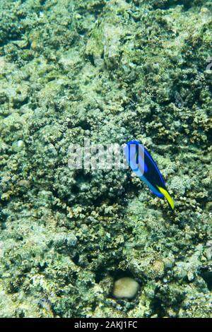 Blue surgeonfish, also known as the blue tang, swimming in Seychelles Stock Photo